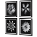 Contemporary Floret Framed Prints Set of 4 - UTT2742