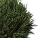 Cypress Triple Topiary - UTT2829