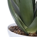 Evarado Aloe Planter - UTT2834