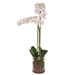 Blush Pink And White Orchid - UTT2850