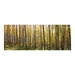 Sunlit Colorado Trees - YHD1816