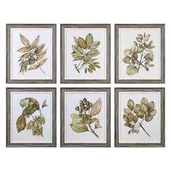 Seedlings Framed Prints Set of 6 