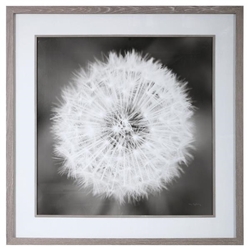 Dandelion Seedhead Framed Print 