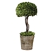 Tree Topiary Preserved Boxwood - UTT2815