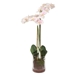 Blush Pink And White Orchid - UTT2850